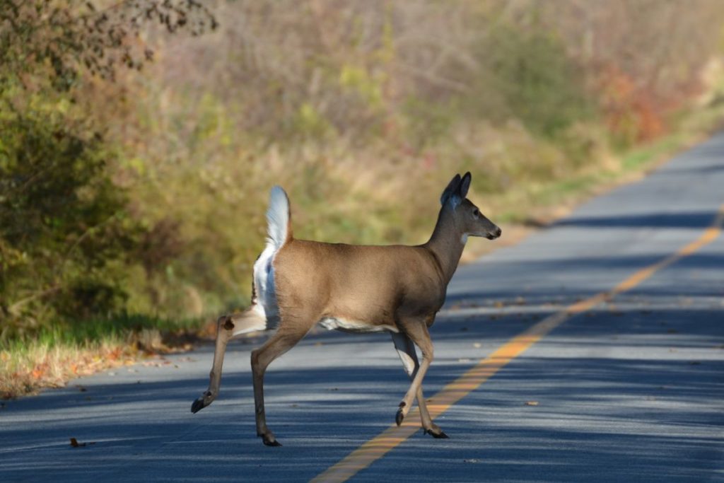 Animali Selvatici Risarcimento Danni